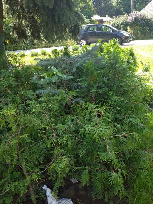 Sprzedam krzewy ozdobne iglaki tanio