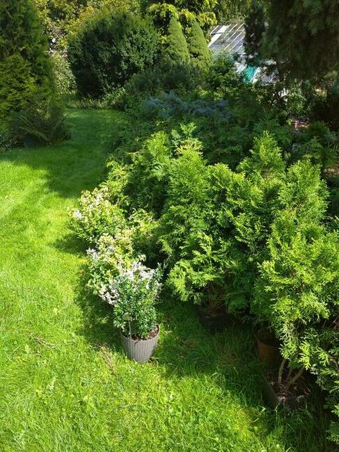 Sprzedam krzewy ozdobne iglaki tanio