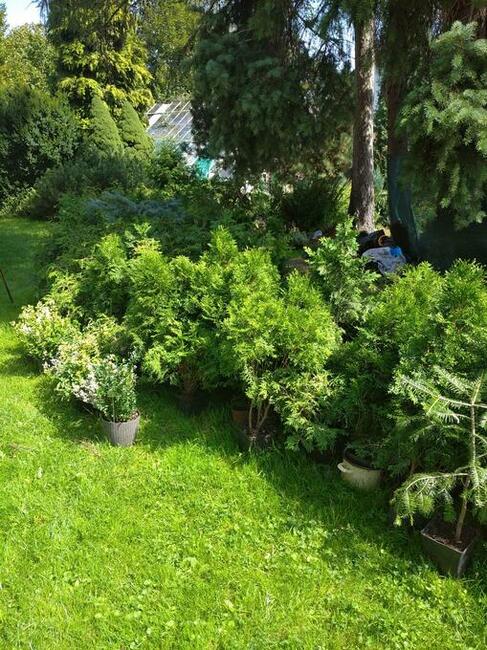 Sprzedam krzewy ozdobne iglaki tanio