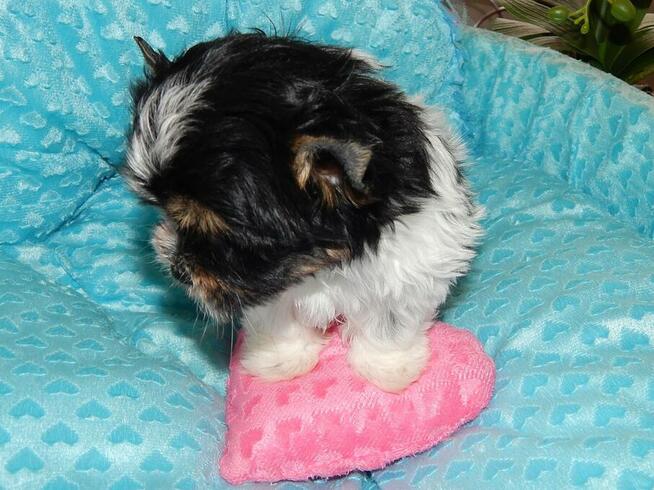 *** Yorkshire Terrier Biewer Dziewczynka ***