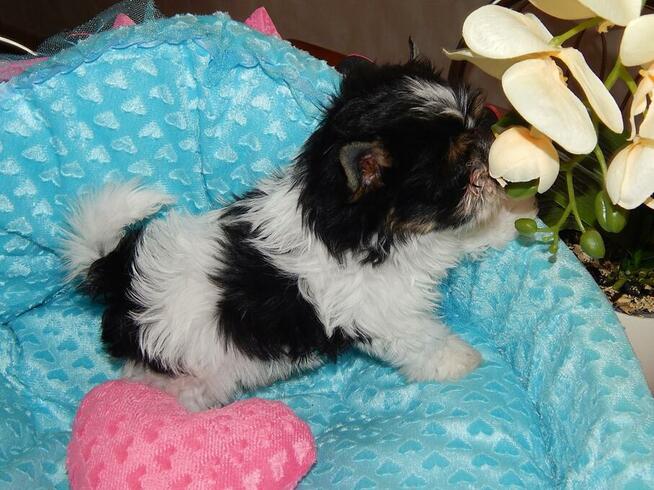 *** Yorkshire Terrier Biewer Dziewczynka ***