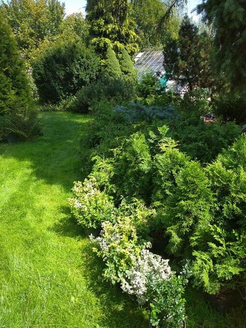 Sprzedam krzewy ozdobne iglaki tanio