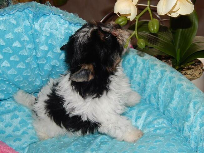 *** Yorkshire Terrier Biewer - Zapraszamy ***