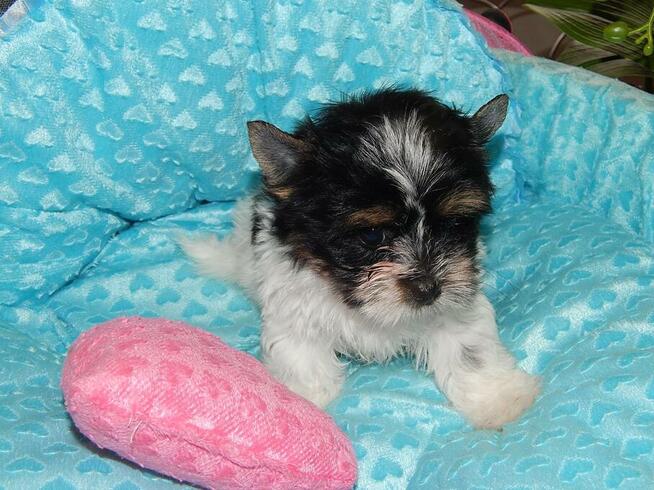 *** Yorkshire Terrier Biewer Dziewczynka ***