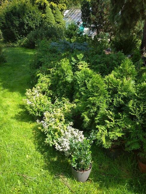 Sprzedam krzewy ozdobne iglaki tanio