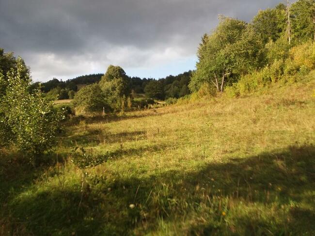 Sprzedam dużą działkę w Górach Sowich w lesie przy strumyku
