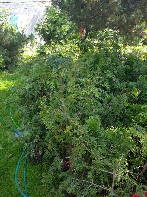 Sprzedam krzewy ozdobne iglaki tanio