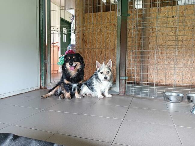 Siwy czeka na dom Fundacja