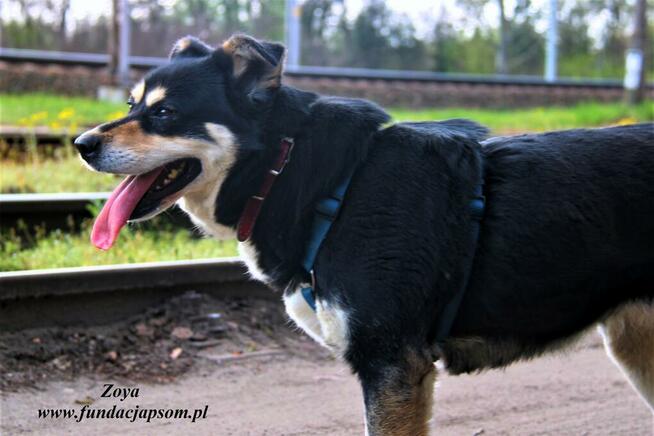 Zoya - skrzywdzona, młoda suczka szuka kochajacego domu