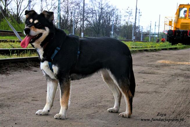 Zoya - skrzywdzona, młoda suczka szuka kochajacego domu