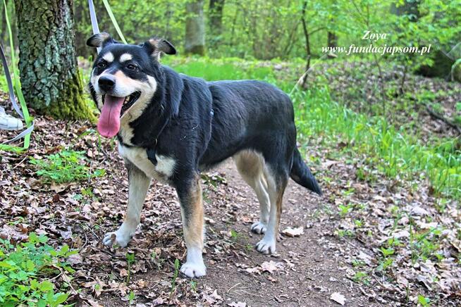 Zoya - skrzywdzona, młoda suczka szuka kochajacego domu