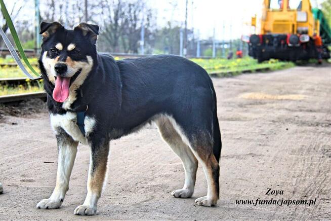 Zoya - skrzywdzona, młoda suczka szuka kochajacego domu