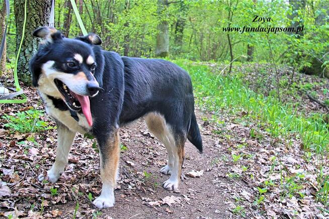 Zoya - skrzywdzona, młoda suczka szuka kochajacego domu