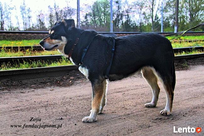 Zoya - skrzywdzona, młoda suczka szuka kochajacego domu