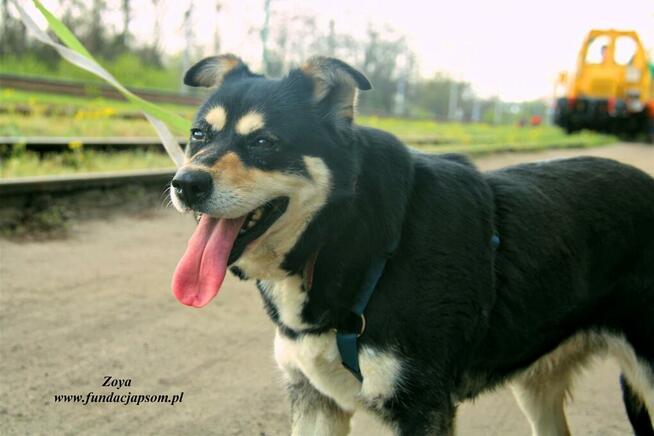 Zoya - skrzywdzona, młoda suczka szuka kochajacego domu