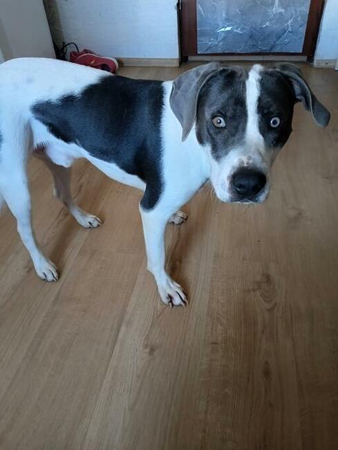 Oddam psa rasy amstaff mieszaniec