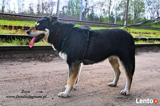 Zoya - skrzywdzona, młoda suczka szuka kochajacego domu
