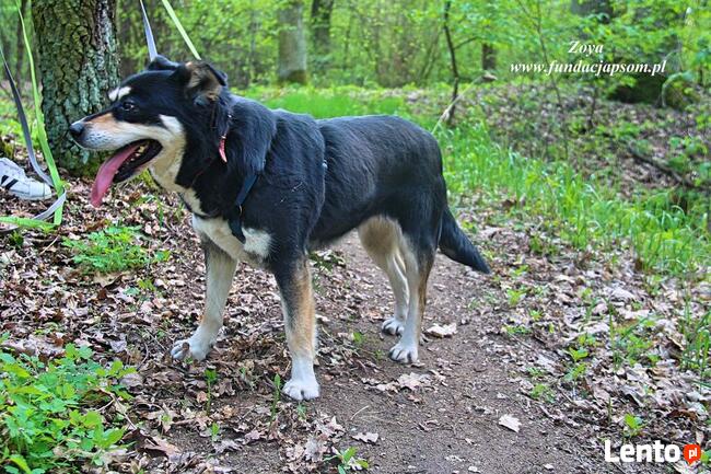 Zoya - skrzywdzona, młoda suczka szuka kochajacego domu