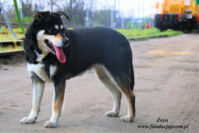 Zoya - skrzywdzona, młoda suczka szuka kochajacego domu