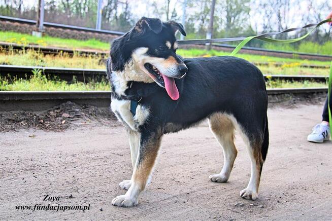 Zoya - skrzywdzona, młoda suczka szuka kochajacego domu