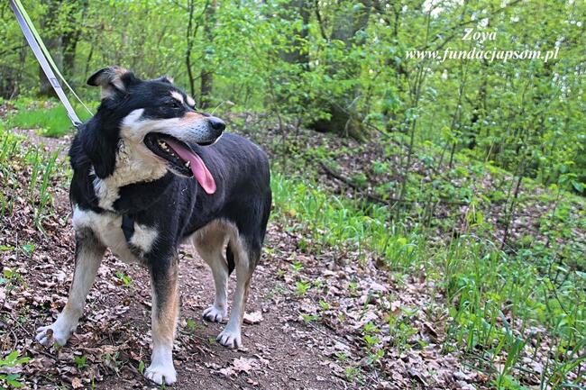 Zoya - skrzywdzona, młoda suczka szuka kochajacego domu