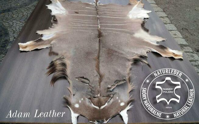 Skóry zwierząt afrykańskich, kozich, z dzika i inne.