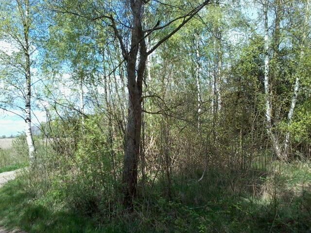 Działka 0,30 ha, Toruń gm. Rejowiec Fabryczny