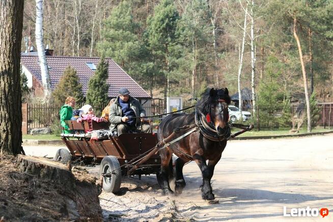 Domki noclegowe z atrakcjami na terenie ośrodka
