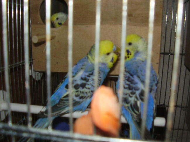 Papugi faliste tęczowe w wieku od 2 do 12 miesięcy, sprzedam.