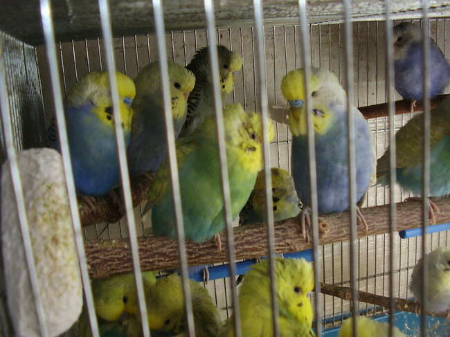 Papugi faliste tęczowe w wieku od 2 do 12 miesięcy, sprzedam.