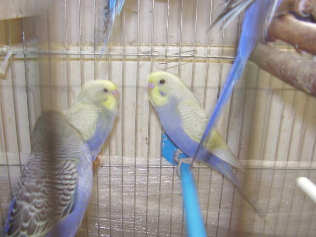 Papugi faliste tęczowe w wieku od 2 do 12 miesięcy, sprzedam.