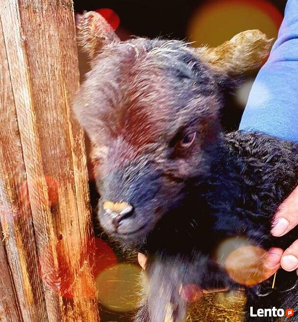 Domki noclegowe z atrakcjami na terenie ośrodka