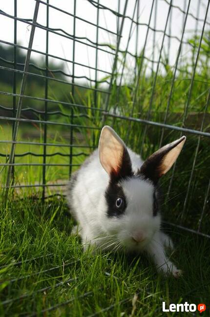 Domki noclegowe z atrakcjami na terenie ośrodka