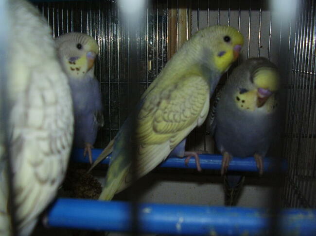 Papugi faliste tęczowe w wieku od 2 do 12 miesięcy, sprzedam.