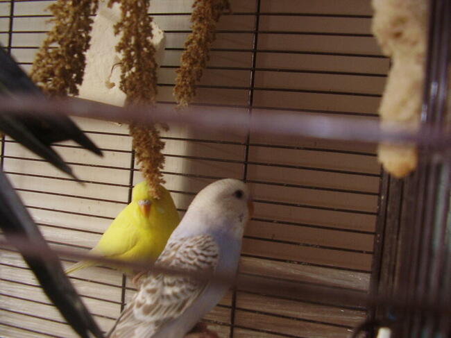 Papugi faliste tęczowe w wieku od 2 do 12 miesięcy, sprzedam.