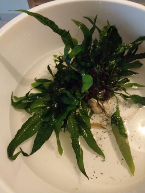 Microsorium pteropus