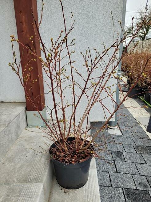 6 letnie ponad metrowe krzewy Borówki amerykańskiej 10l doni