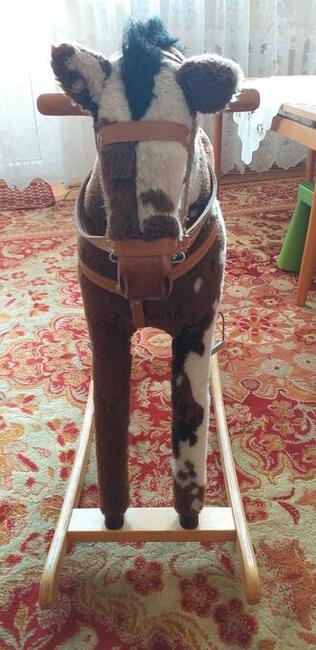 Sprzedam konika na biegunach