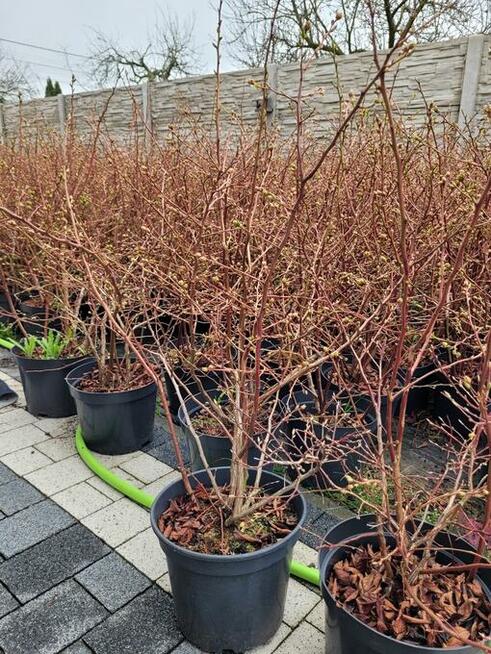 6 letnie ponad metrowe krzewy Borówki amerykańskiej 10l doni