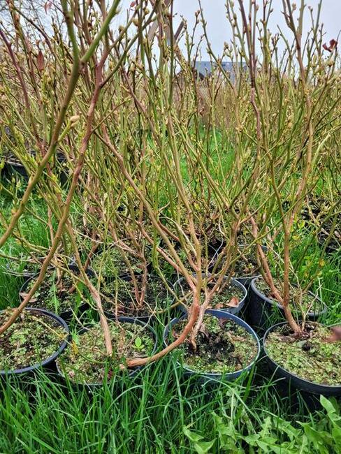 6 letnie ponad metrowe krzewy Borówki amerykańskiej 10l doni