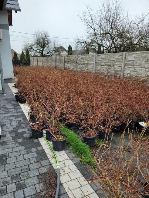 6 letnie ponad metrowe krzewy Borówki amerykańskiej 10l doni