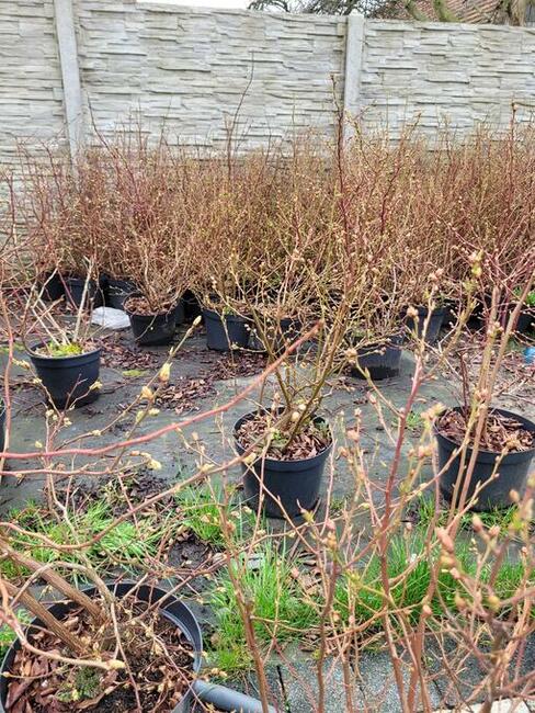 6 letnie ponad metrowe krzewy Borówki amerykańskiej 10l doni