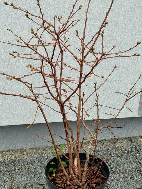 6 letnie ponad metrowe krzewy Borówki amerykańskiej 10l doni