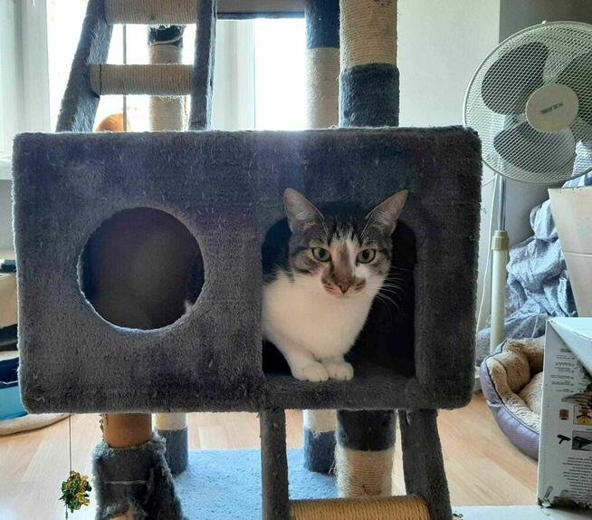 Piccolo kot do adopcji ze schroniska nieśmiały biało szary