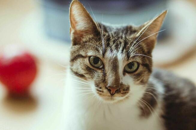 Piccolo kot do adopcji ze schroniska nieśmiały biało szary