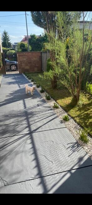 Mycie ogrodzeń, malowanie ogrodzeń ,mycie kostki, mycie elewac