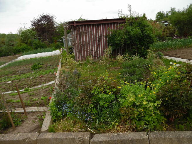 Działka ROD Jedność - Ostróda pow 420 m2