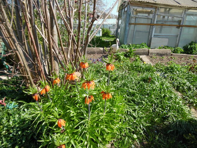 Działka ROD Jedność - Ostróda pow 420 m2