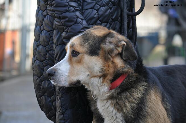 Boomer- Wyjątkowy misiek czeka na nowy domek!