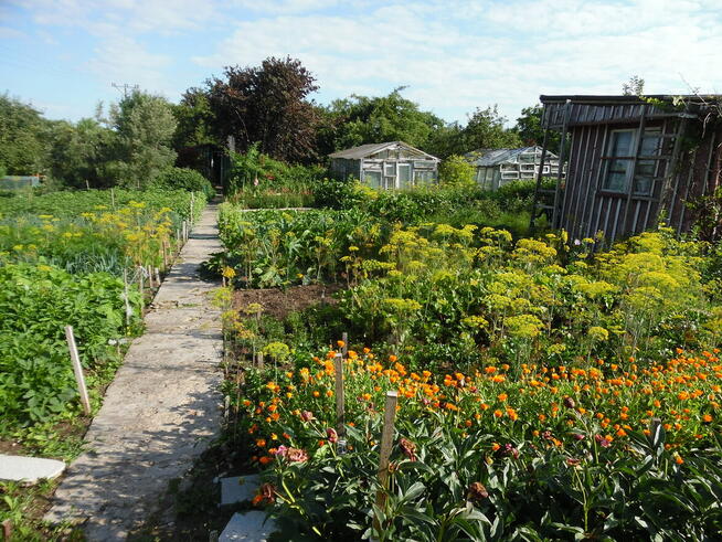 Działka ROd - Jedność Ostróda pow. 480m2